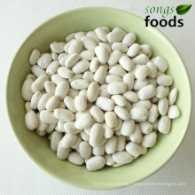 New Crop Top Quality Wholesale Dried Square Shape White Kidney Beans Price Supplier